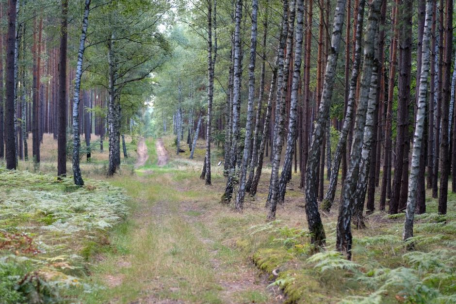 Prevenție căpușe în natură — echipament de protecție vara